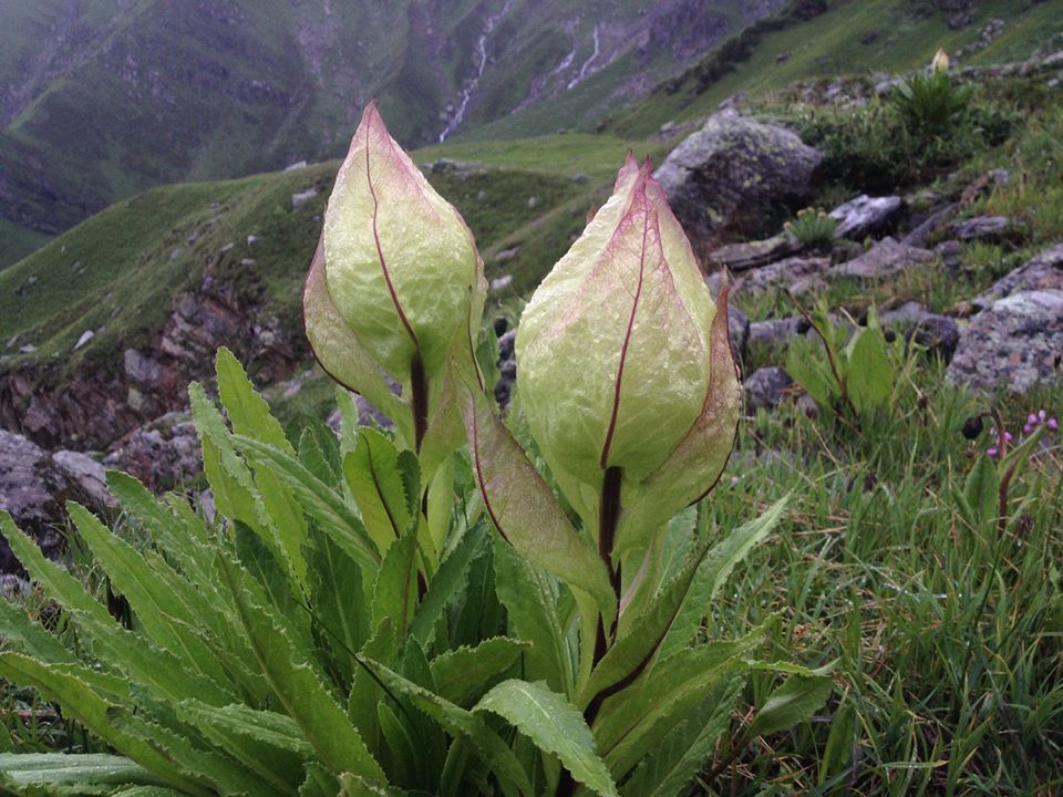 Shrikhand Mahadev Trek